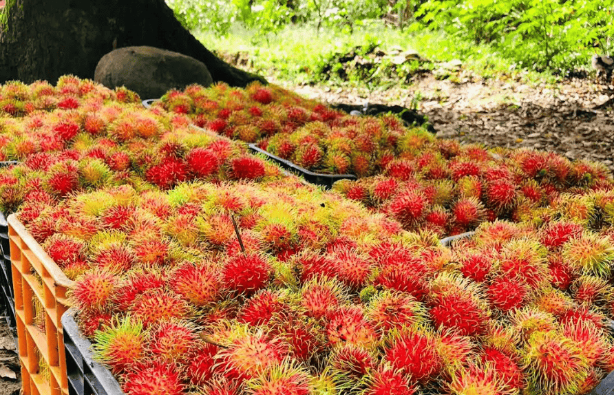 Rambután, la joya tropical que florece en tierras hondureñas